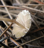 Mycena capillaripes image