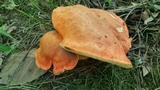 Gyroporus ballouii image