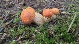 Tylopilus balloui image