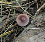 Mycena sanguinolenta image