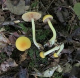 Cortinarius alboluteus image