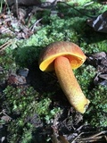 Xerocomus morrisii image