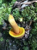Xerocomus morrisii image