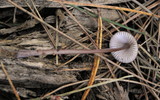 Mycena sanguinolenta image