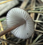 Mycena sanguinolenta image
