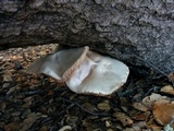 Pluteus petasatus image