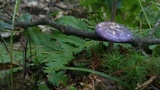 Cortinarius iodes image