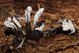 Lecanicillium fungicola var. fungicola image