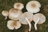 Pluteus petasatus image