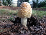 Amanita muscaria f. guessowii image