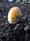 Amanita muscaria f. guessowii image