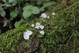 Delicatula integrella image