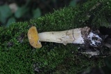 Tylopilus felleus image