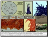Pluteus hongoi image