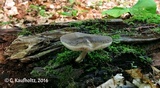 Pluteus hongoi image