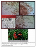Pulvinula carbonaria image