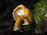 Cystoderma granosum image