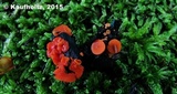 Pulvinula carbonaria image