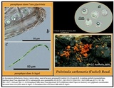 Pulvinula carbonaria image