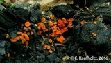 Pulvinula carbonaria image