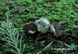 Octaviania asterosperma image