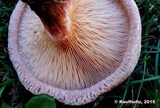 Paxillus involutus image