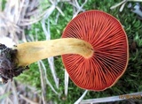 Cortinarius semisanguineus image
