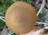 Cortinarius semisanguineus image