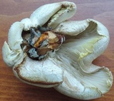 Neolentinus lepideus image