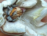 Neolentinus lepideus image