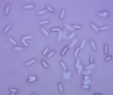 Neolentinus lepideus image