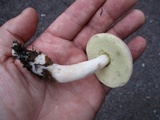 Boletus pallidus image