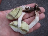 Boletus pallidus image