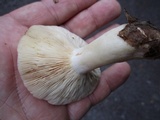 Lactarius chrysorrheus image