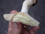 Lactarius chrysorrheus image
