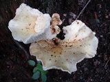 Neolentinus lepideus image