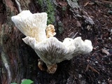 Neolentinus lepideus image