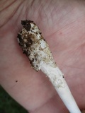 Amanita sect. Vaginatae image