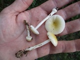 Amanita minutula image
