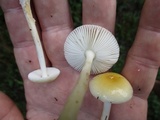 Amanita minutula image