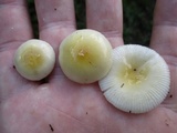 Amanita minutula image