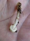 Amanita minutula image