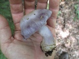 Cortinarius alboviolaceus image