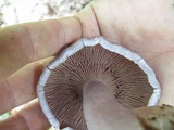 Cortinarius alboviolaceus image
