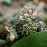 Dibaeis baeomyces image