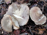 Lyophyllum decastes image