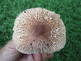 Echinoderma asperum image