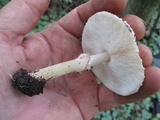 Echinoderma asperum image