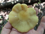 Entoloma bicolor image