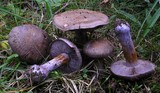 Cortinarius purpurascens image